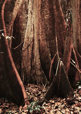 Ceiba Trunk