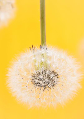Dandelion and Yellow