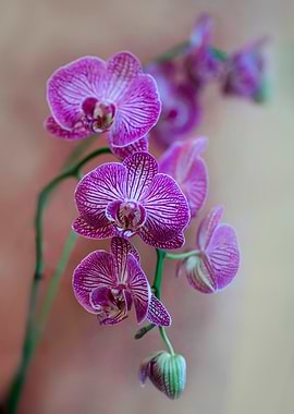 Pink Orchids