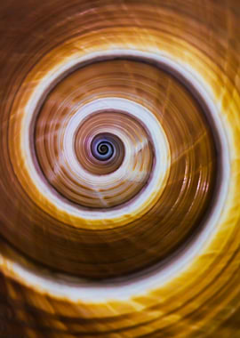 Closeup of brown spiral pattern of the seashell