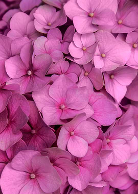 Pink hydrangea