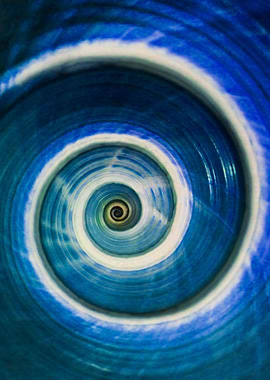 Blue and white spiral snail shell