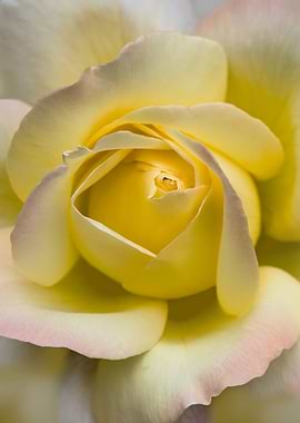 Closeup of yellow rose flower