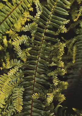Fern II