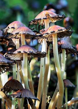 Natures Parasols