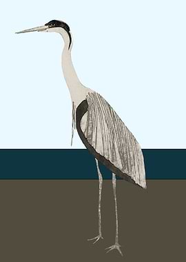 Heron