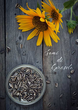 Semi di girasole