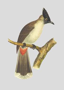 Antique Bird Illustration