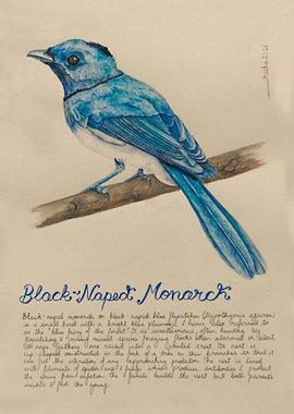 black naped monarch
