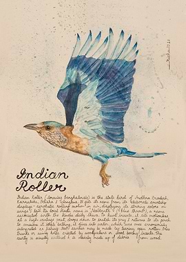 Indian Roller