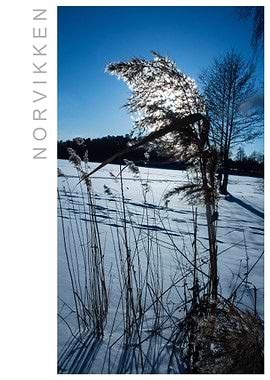 Norvikken Winter 2017 39