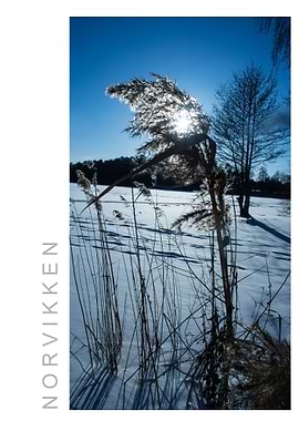Norvikken Winter 2017 34