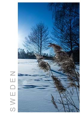 Norvikken Winter 2017 42