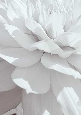 BW Flower