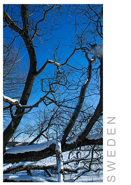 Norvikken Winter 2017 49