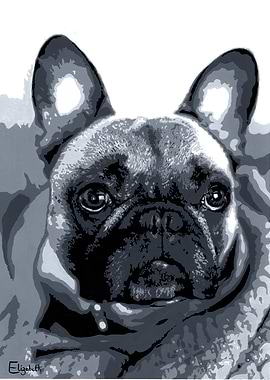 Murphy the French Bulldog