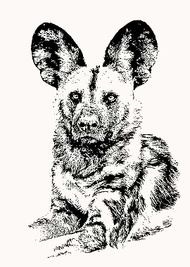 African Painted Dog