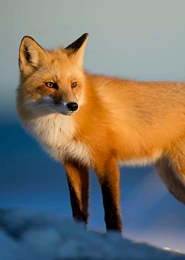 Fox
