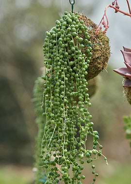 decorative succulent plant