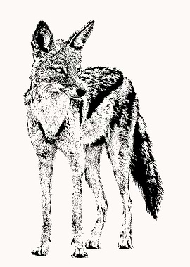 Black-backed Jackal on Alert