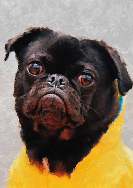 Pug