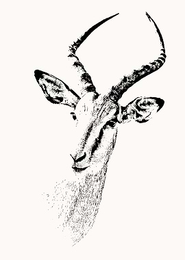 Impala Antelope Close View