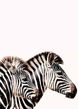Zebra stripes