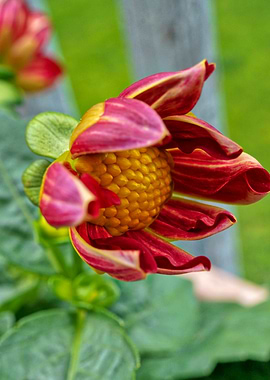 Red & Yellow Dahlia 3