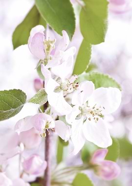 Apple tree blossoms