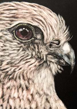 Brian - Australian Kestrel