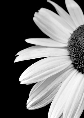 Half daisy in BW