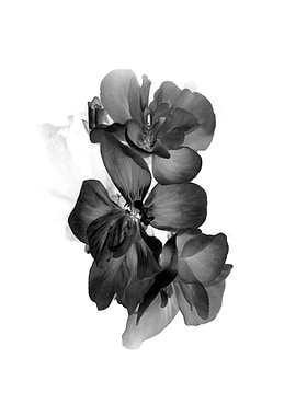 Geranium negative in BW