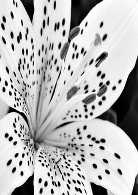 Lily in BW