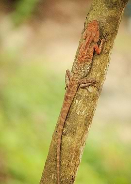 GARDEN LIZARD