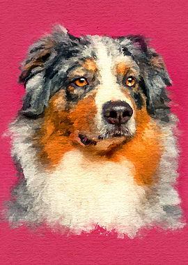 Australian Shepherd