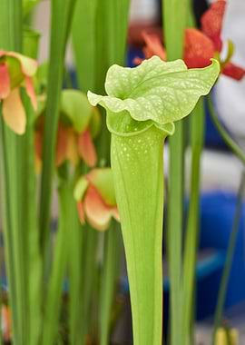 nepenthes carnivorous plan