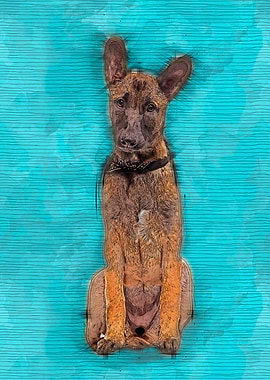 Malinois - Belgian shepher