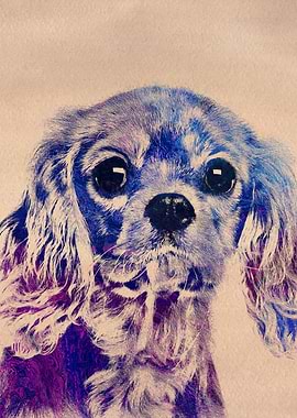 King Charles Spaniel