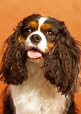 King Charles Spaniel