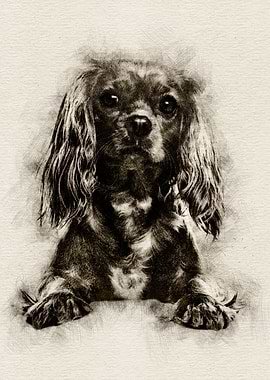 King Charles Spaniel
