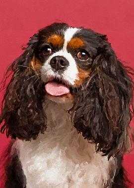 Cavalier King Charles Span