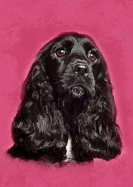 English Cocker Spaniel
