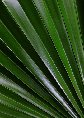 Palmera