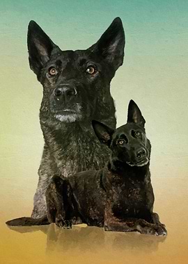 Dutch Shepherd - Dutchie