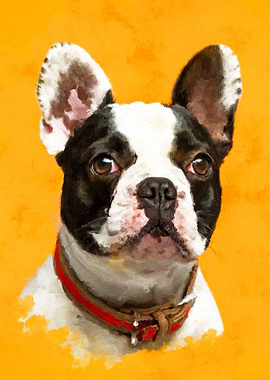 French Bulldog -Frenchie