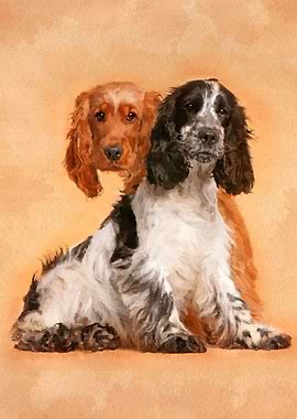 English Cocker Spaniel
