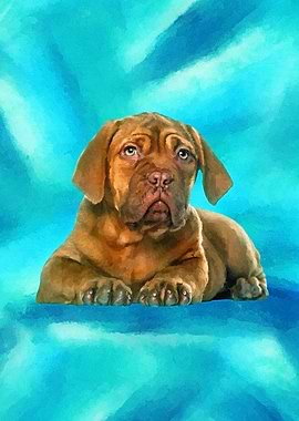 Dogue de Bordeaux Puppy