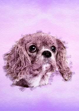 King Charles Spaniel