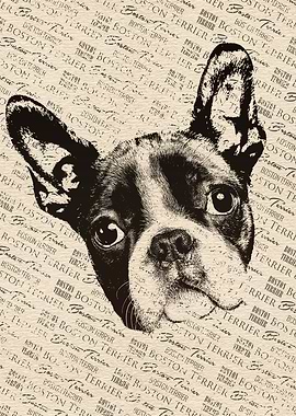Boston Terrier dog