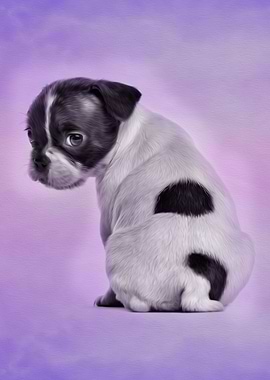 Boston Terrier Puppy